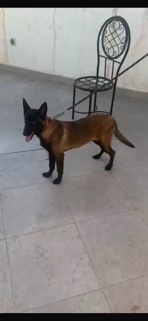 Malinois à vendre