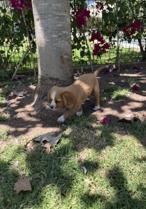 Cavalier King Charles