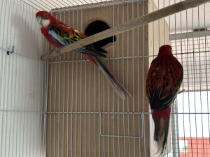 Omnicolore rosella