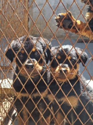 3chiots rottweiler