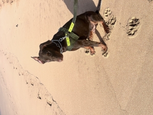 Doberman