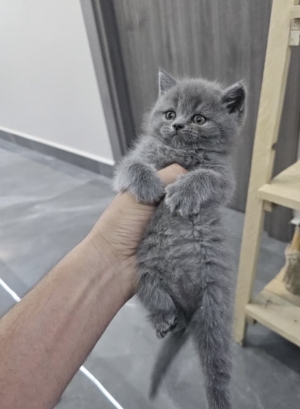Brittish shorthair