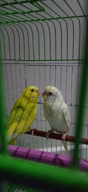 Couple Perruche avec Cage