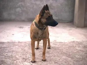 Malinois 7 mois