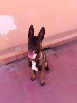 Chien Malinois 9mois " Ovah" à vendre