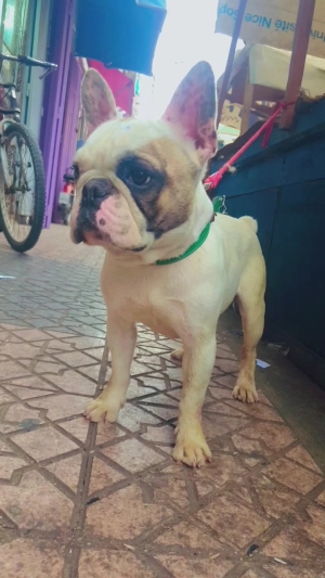 Disponibile mal bulldog francais