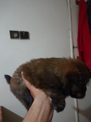 chiots chow chow race pure
