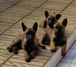 CHIOTS MALINOIS CHARBONE