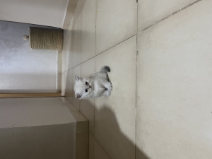 British shorthair