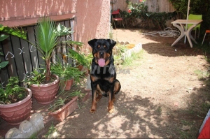 Rottweiler pure race