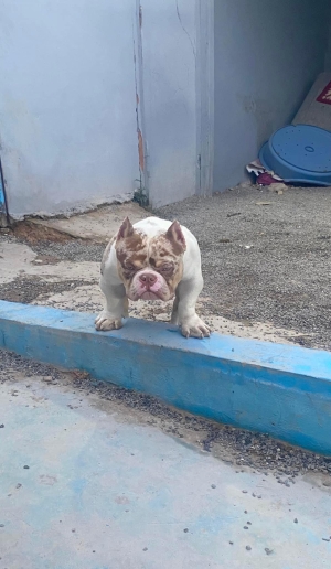 American Bully Pocket