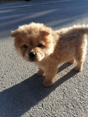 Chowchow