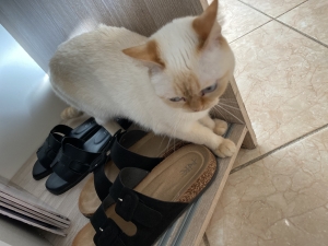 chat