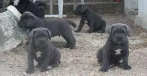 Cane corso