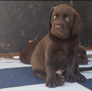 Labrador chocolat