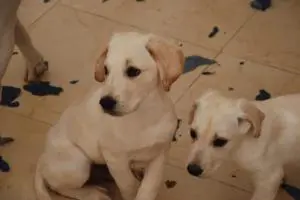 Chiots Labrador