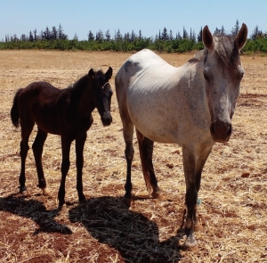 Magnifiques chevaux de compagnie pour le bonheur des petits et des grands