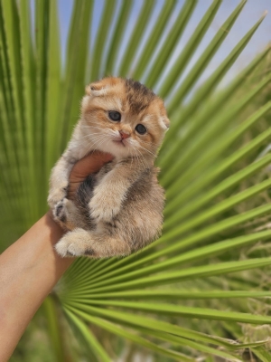 Très Beau Scottish Fold and straight