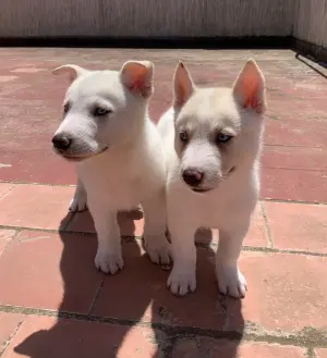 Husky sibérien blanc