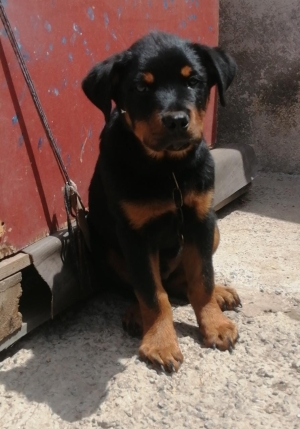 Chien Rottweiler