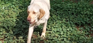 Labrador à céder gratuitement