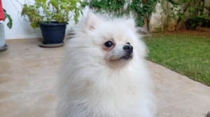 Spitz nain mâle à donner