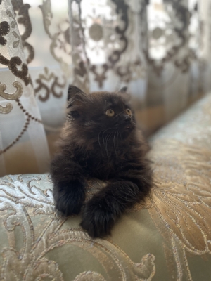 Chat persan