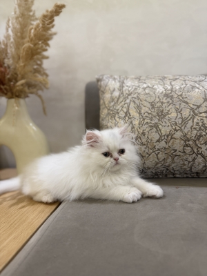 Chaton persan