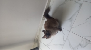Une chat de 8 mois vaccinée et avec son carnetde santé