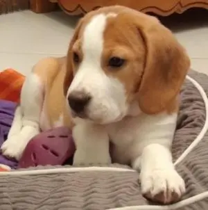 Beagle