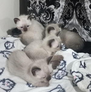 Siamois