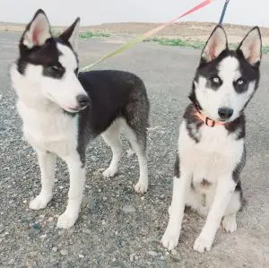 Husky Sibérien