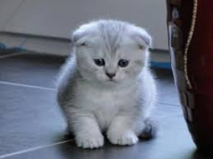 Scottish fold