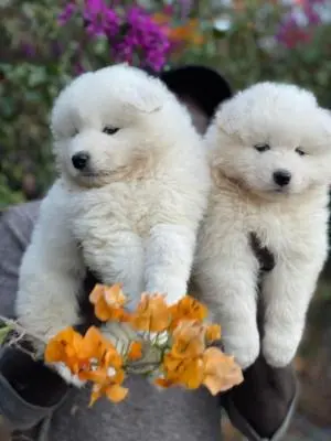 Male et femelle samoyede