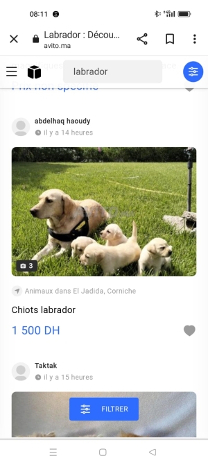 Chiots labrador