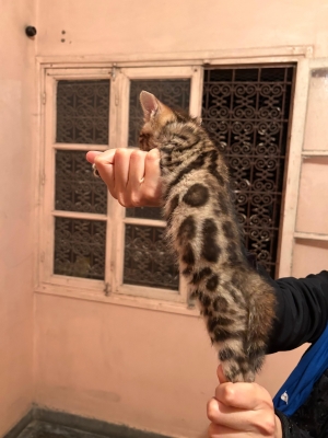 BENGAL leopard