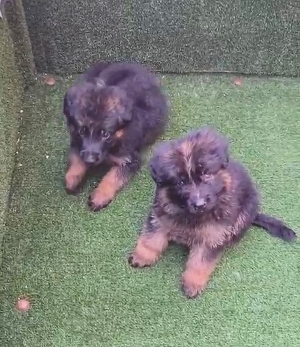 Magnifiques chiots berger allemand pedigree