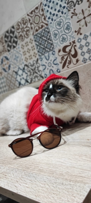 Ragdoll