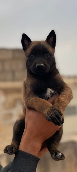 Des Chiots Malinois