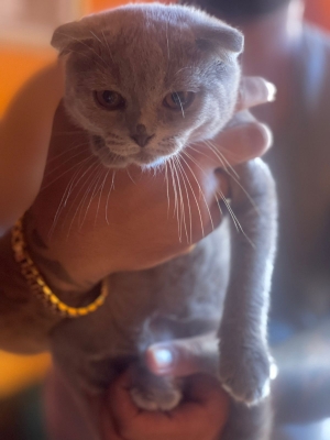 Chat Scottish fold