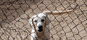 LABRADOR A OFFRIR