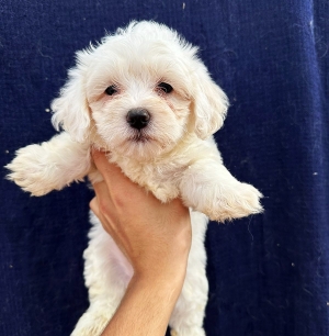 Bichon maltais