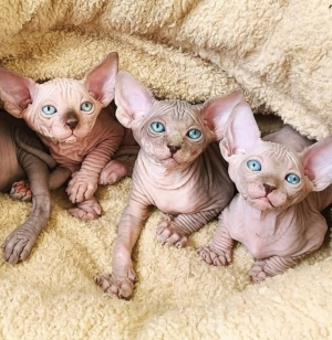 Sphynx canadien chaton
