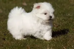 Bichon Havanais Crème