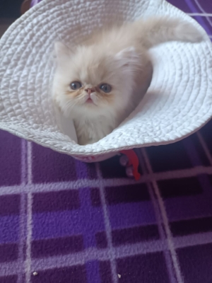 Chatons persans