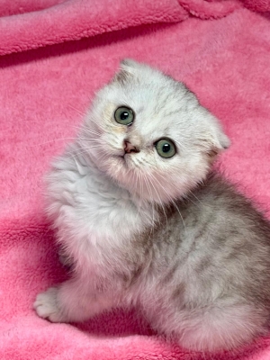 Des chatons scottish fold