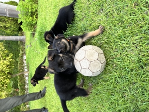 Chiots berger allemand 8 semaine (vac+ver)