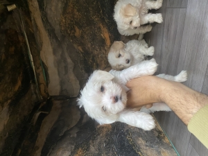 Bichons maltais