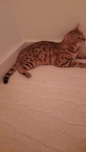 Chat bengal