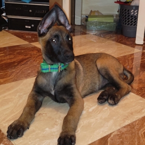 chien malinois